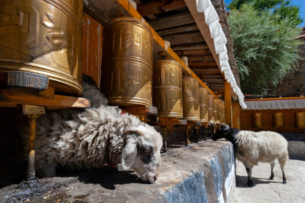 8-Day Lhasa, Shigatse & Namtso Lake Tour